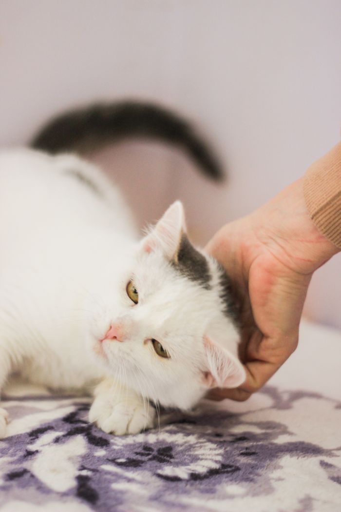 The Art of Drawing Readers In: Your attractive post title goes here Close-up of a white cat being petted gently on the head, relaxing indoors.