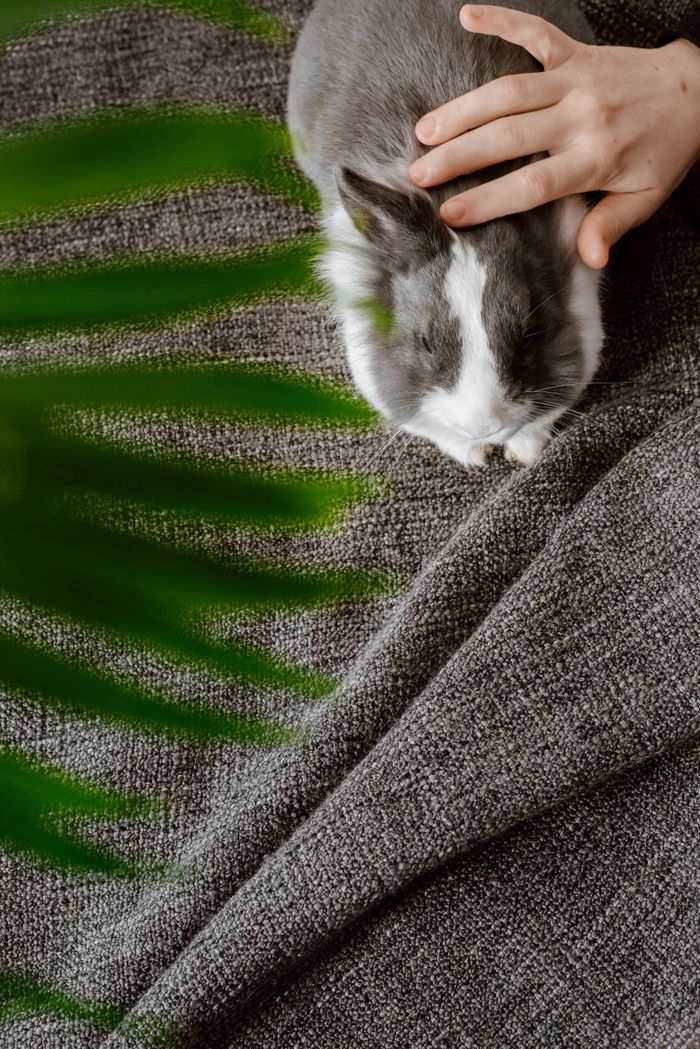 Crafting Captivating Headlines: Your awesome post title goes here Close-up of a hand gently petting a cute gray and white rabbit on a textured fabric.