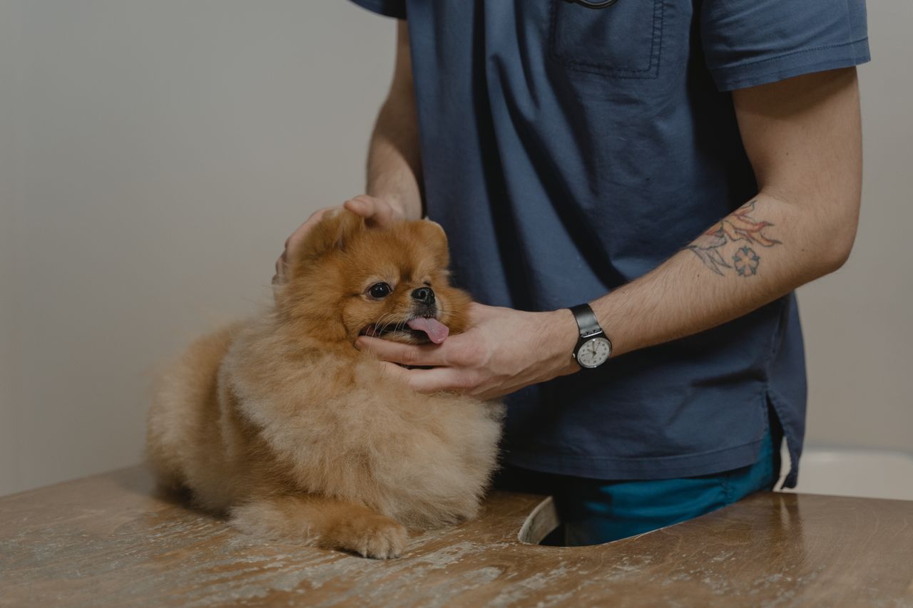Crafting Captivating Headlines: Your awesome post title goes here A veterinarian examines a fluffy Pomeranian dog on a table, providing care and comfort.