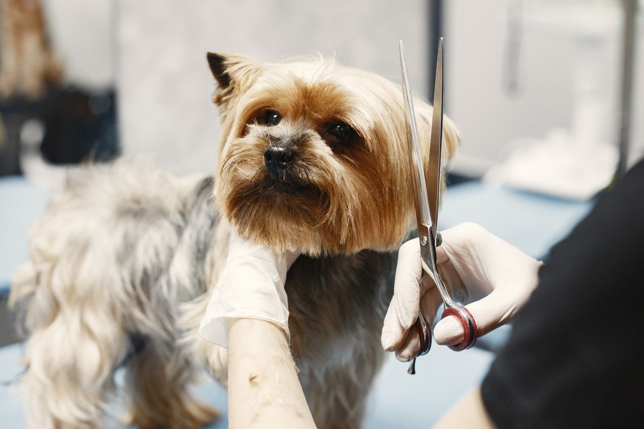 about-us Close-up of a Yorkshire Terrier being groomed at a salon with scissors.