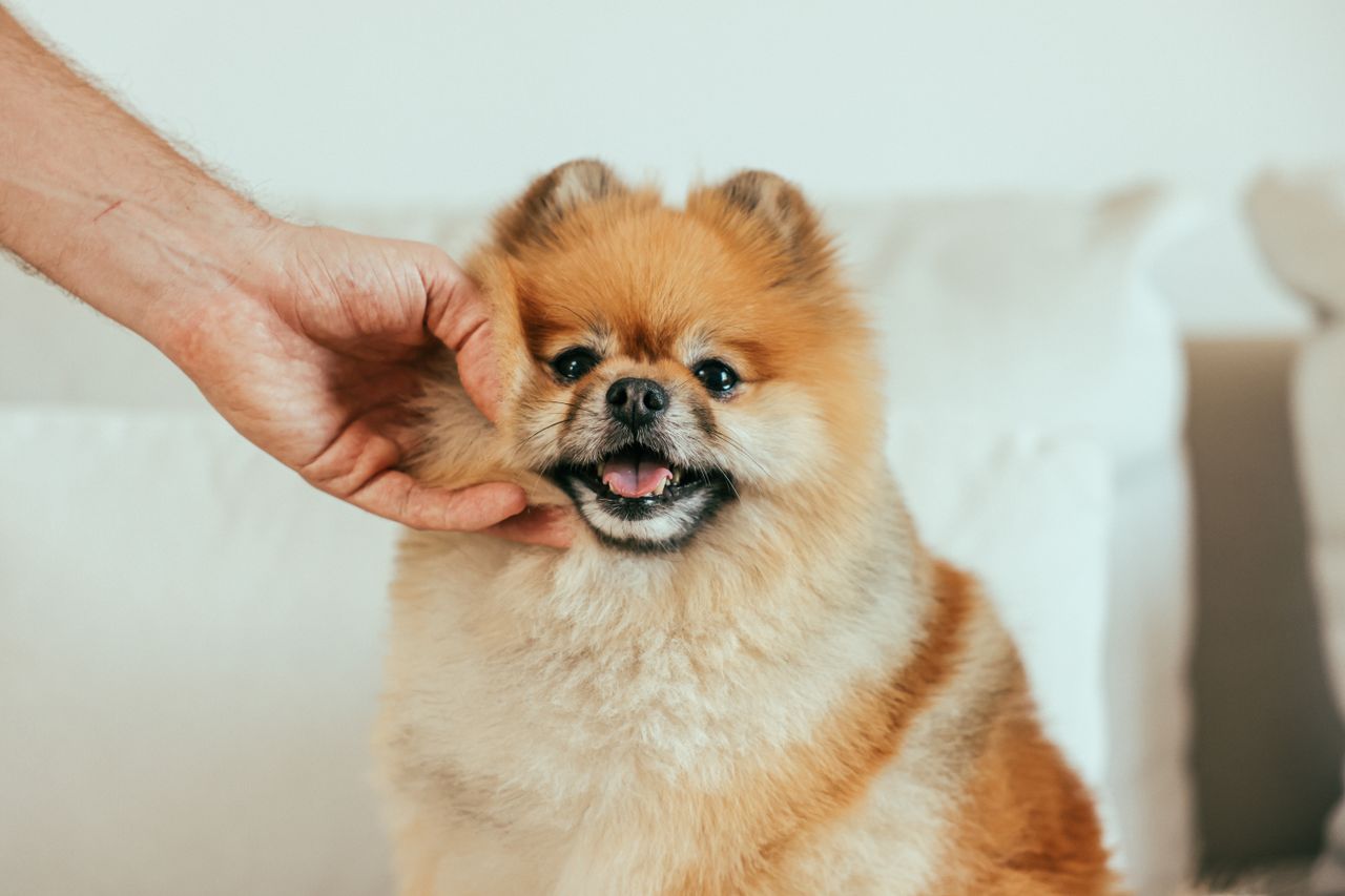 The Art of Drawing Readers In: Your attractive post title goes here A cute fluffy Pomeranian dog enjoys a gentle pet inside a cozy home.