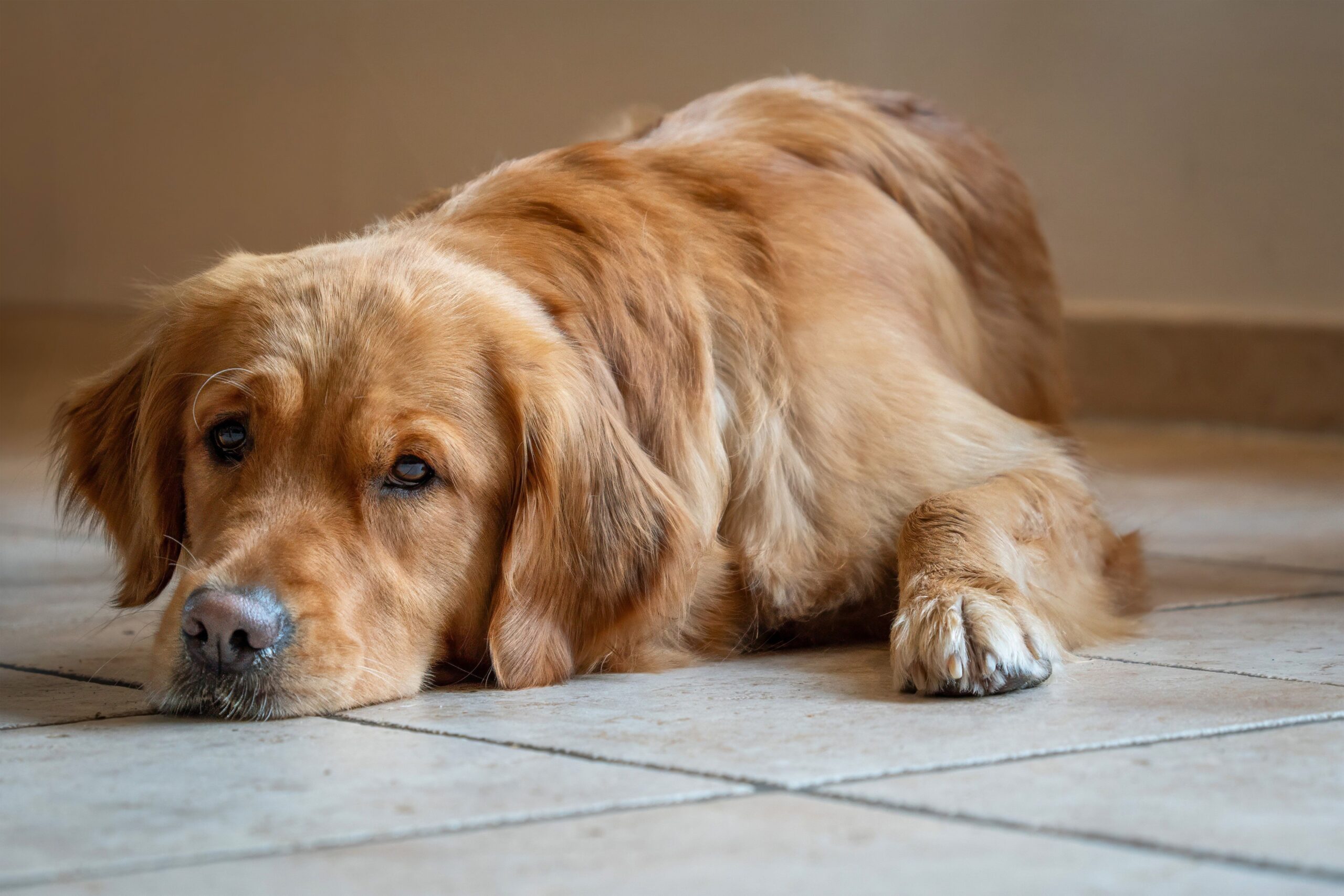 Remedy For Dog Upset Stomach