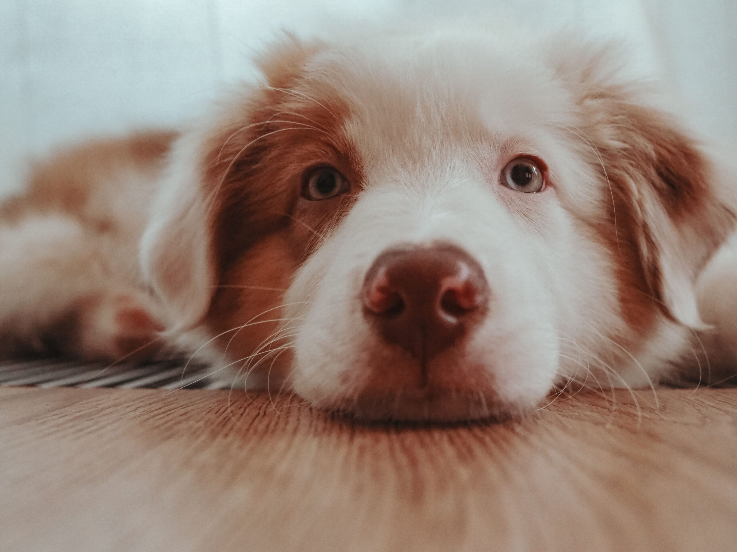 Calm dog dealing with Dog Diarrhea at home